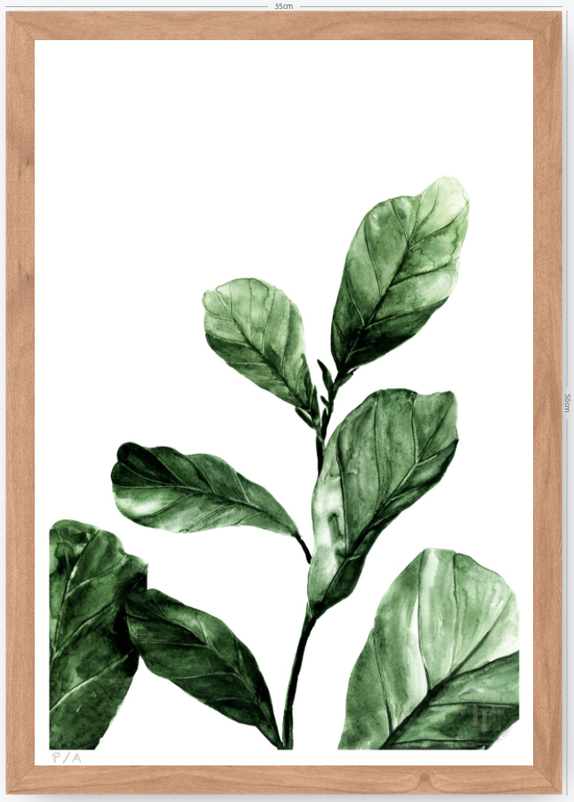 Ficus - 33 x 48 cm