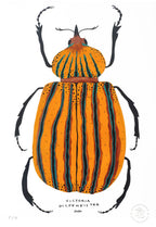 Escarabajo Amarillo - 33 x 48 cm