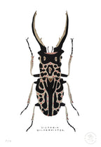 Escarabajo Macho - 33 x 48 cm