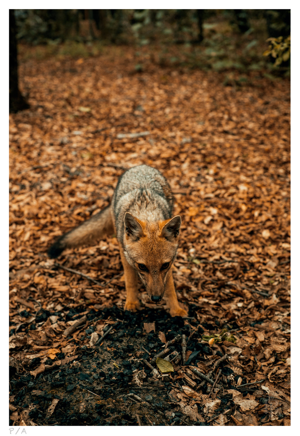 Reencuentro - 33 x 48 cm