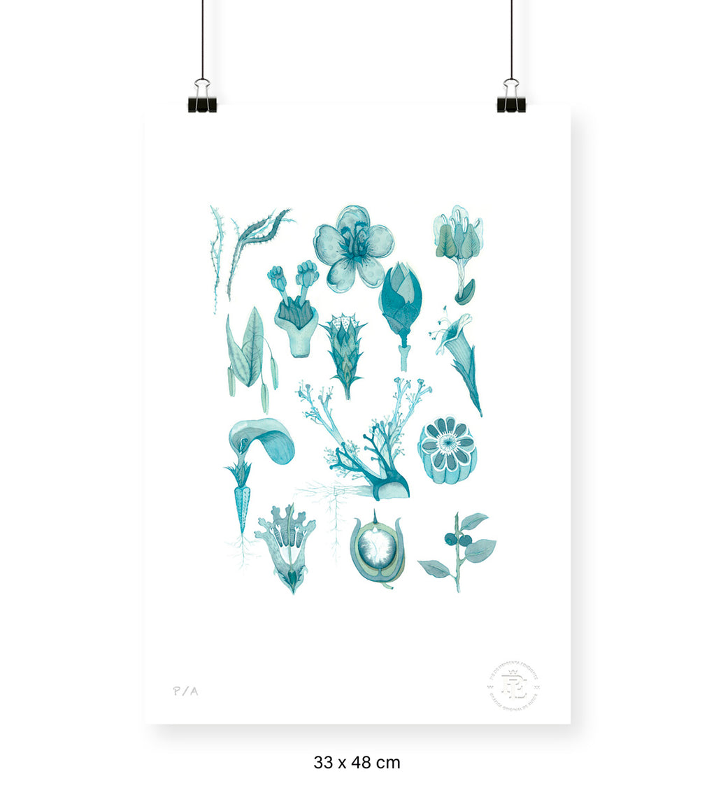 Flora Silvestre 1 - 33 x 48 cm