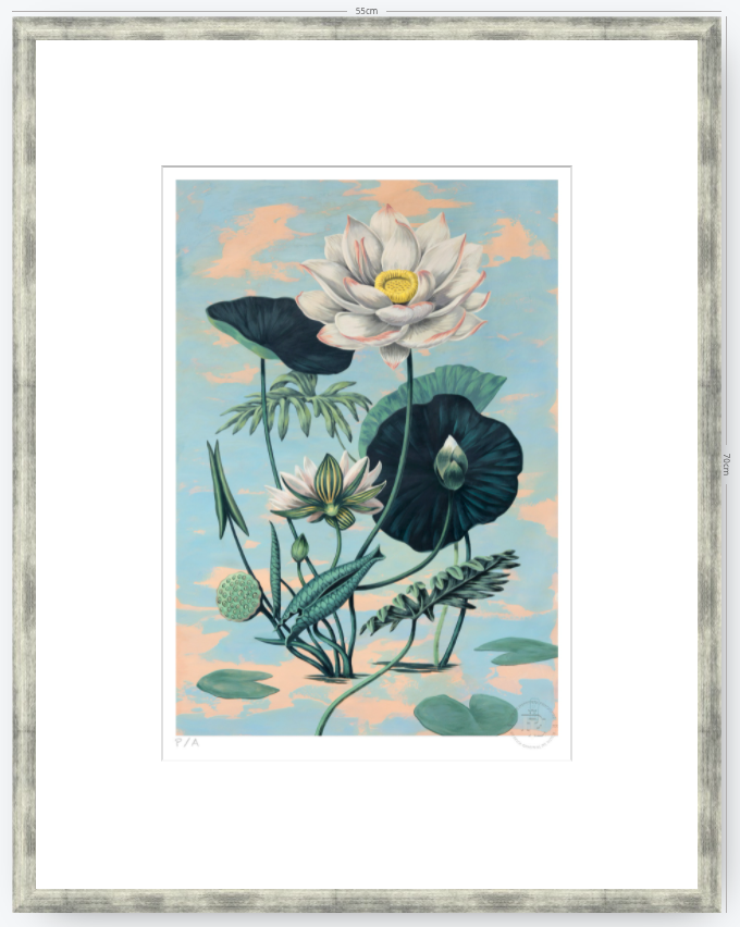 Lotus II - 33 x 48 cm