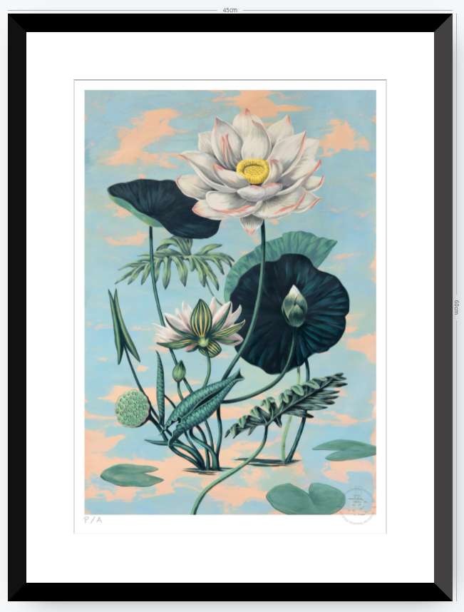 Lotus II - 33 x 48 cm