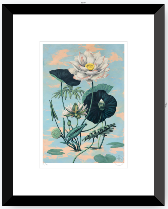 Lotus II - 33 x 48 cm