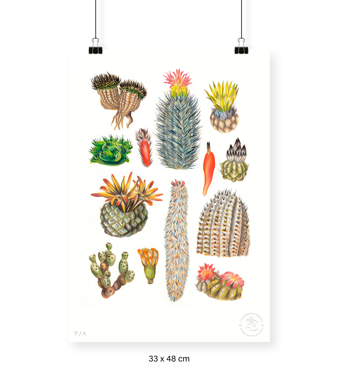 Cactus - 33 x 48 cm