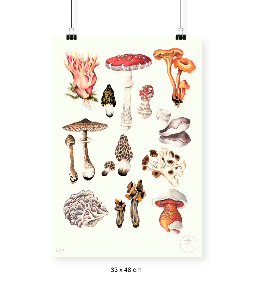 Hongos - 33 x 48 cm