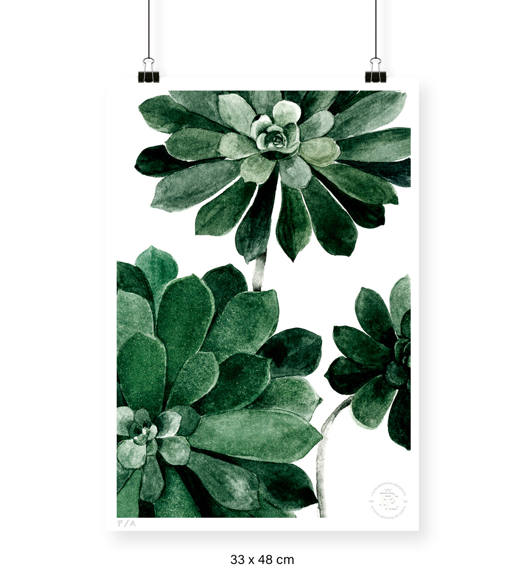 Aeonium - 33 x 48 cm - Lámina sín marco / Sin Marco / Sin Passepartout