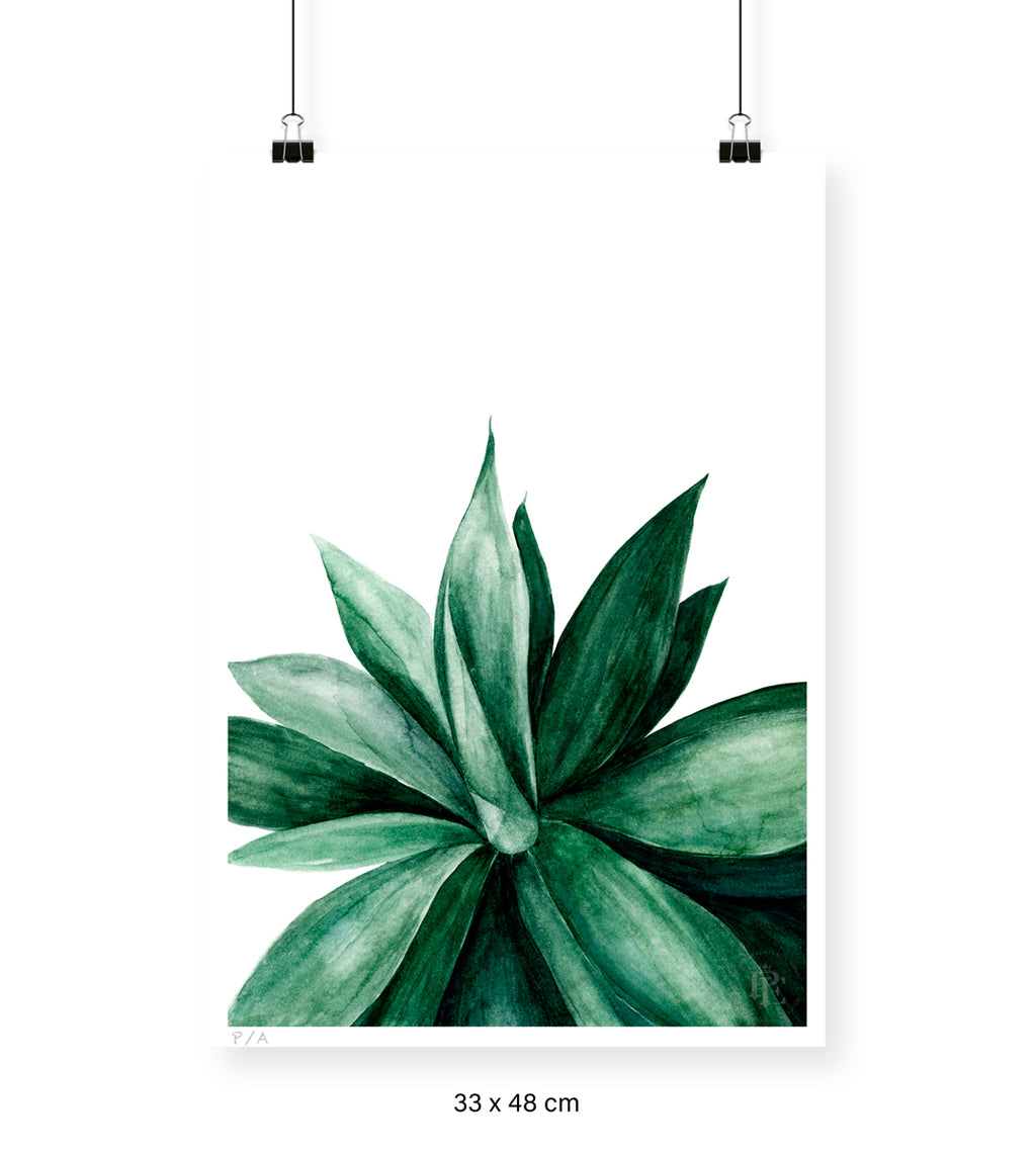 Agave - 33 x 48 cm