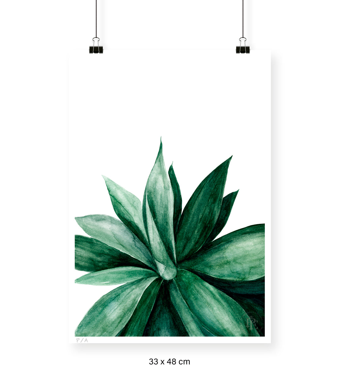 Agave - 33 x 48 cm - Lámina sín marco / Sin Marco / Sin Passepartout