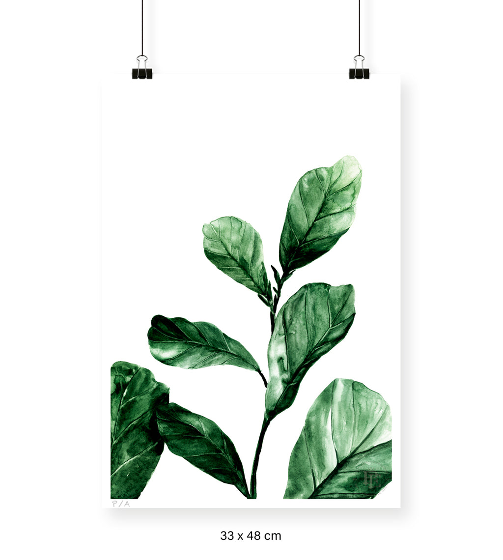 Ficus - 33 x 48 cm