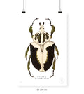 Escarabajo Crema & Negro - 33 x 48 cm