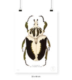 Escarabajo Crema & Negro - 33 x 48 cm