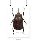 Escarabajo Grafito - 33 x 48 cm