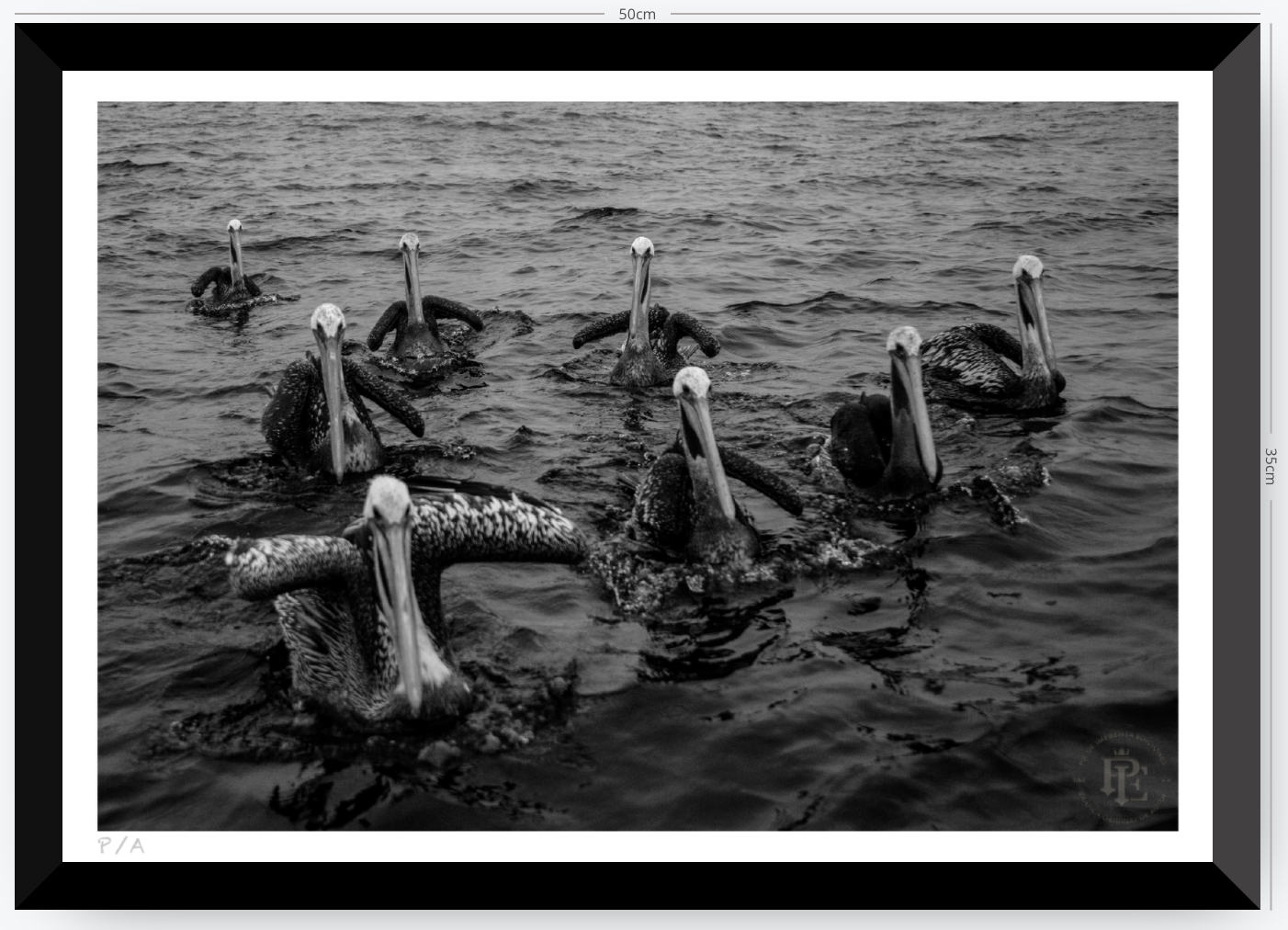 Pelícanos, Los Cazadores de Alta Mar - 48 x 33 cm