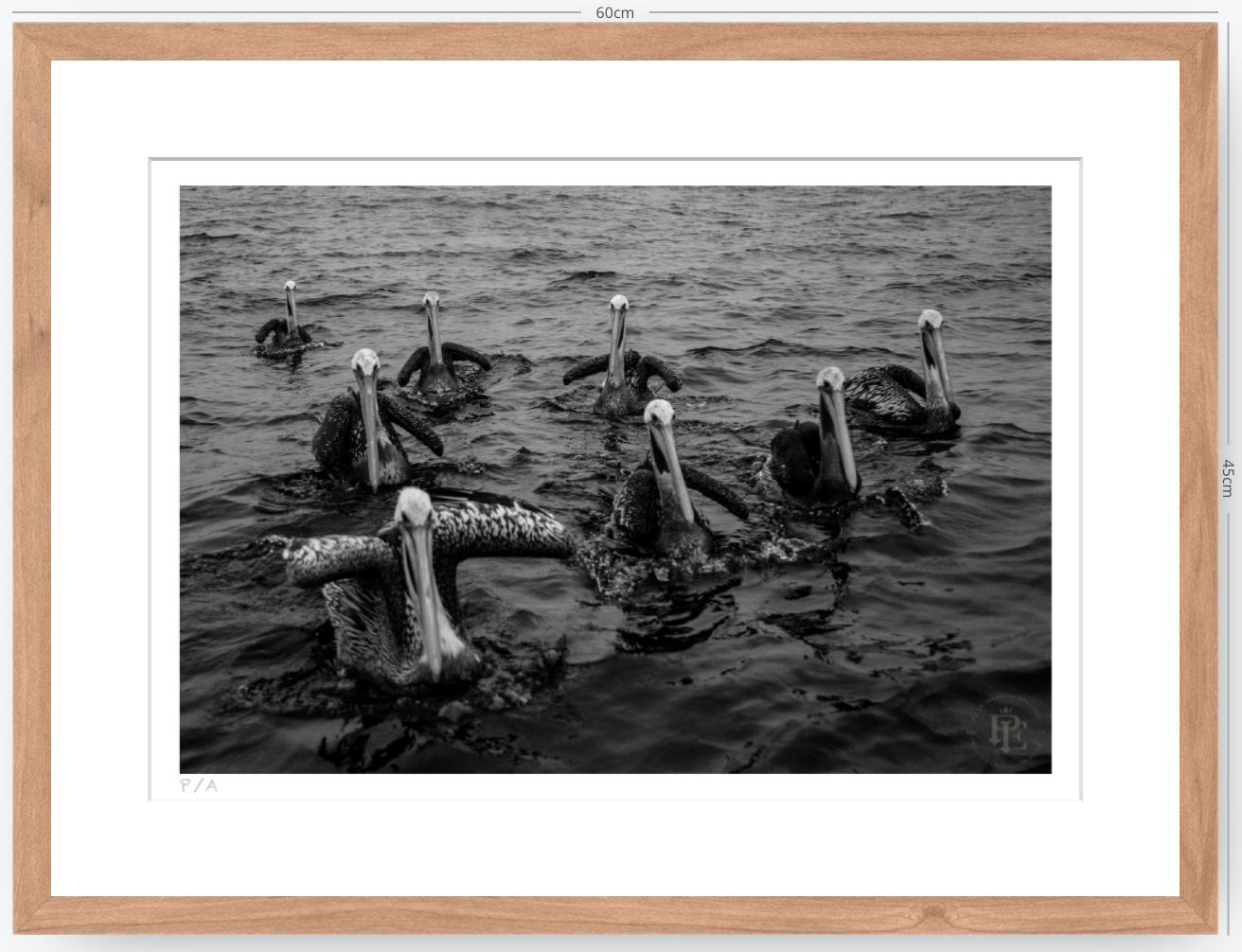 Pelícanos, Los Cazadores de Alta Mar - 48 x 33 cm