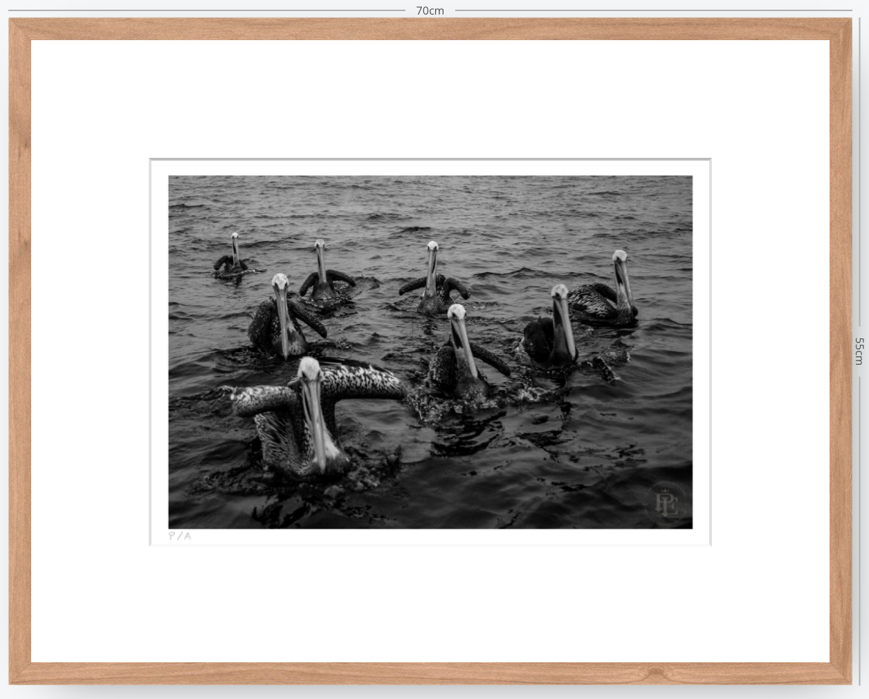 Pelícanos, Los Cazadores de Alta Mar - 48 x 33 cm