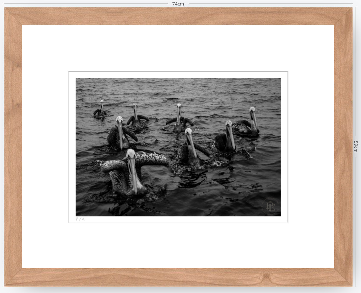 Pelícanos, Los Cazadores de Alta Mar - 48 x 33 cm