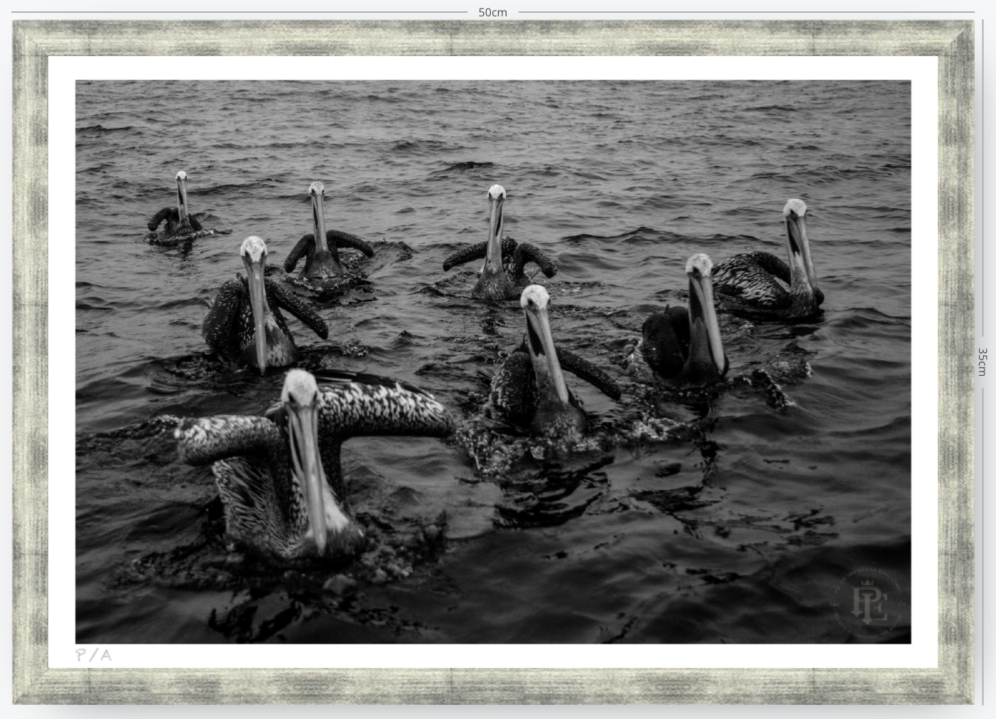 Pelícanos, Los Cazadores de Alta Mar - 48 x 33 cm