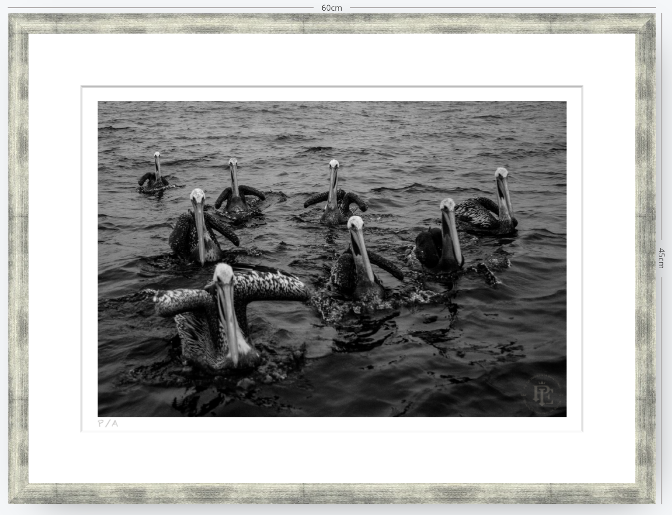 Pelícanos, Los Cazadores de Alta Mar - 48 x 33 cm