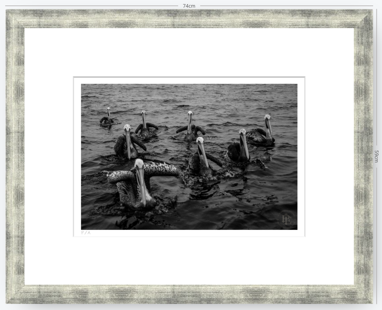 Pelícanos, Los Cazadores de Alta Mar - 48 x 33 cm