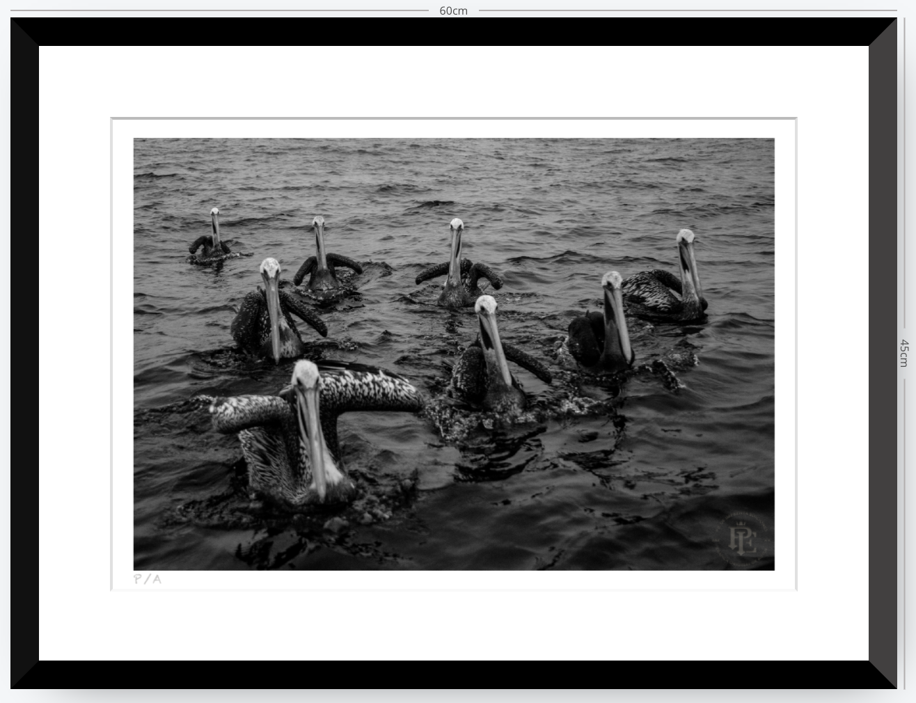 Pelícanos, Los Cazadores de Alta Mar - 48 x 33 cm