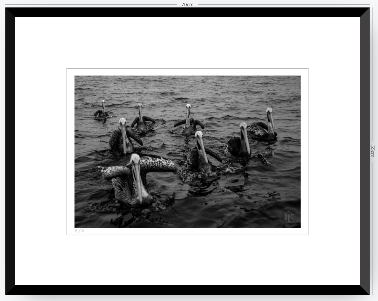 Pelícanos, Los Cazadores de Alta Mar - 48 x 33 cm