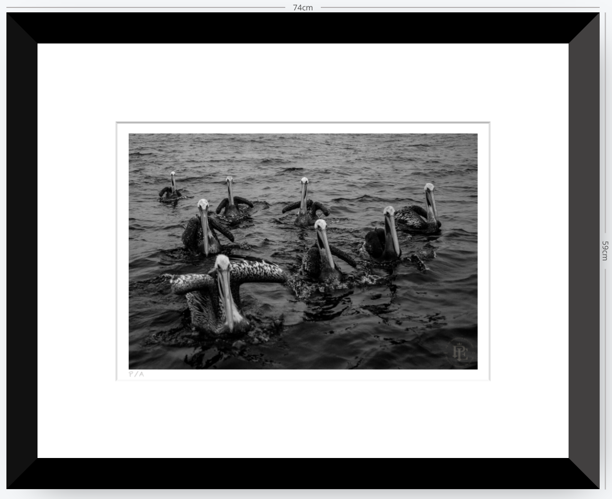 Pelícanos, Los Cazadores de Alta Mar - 48 x 33 cm