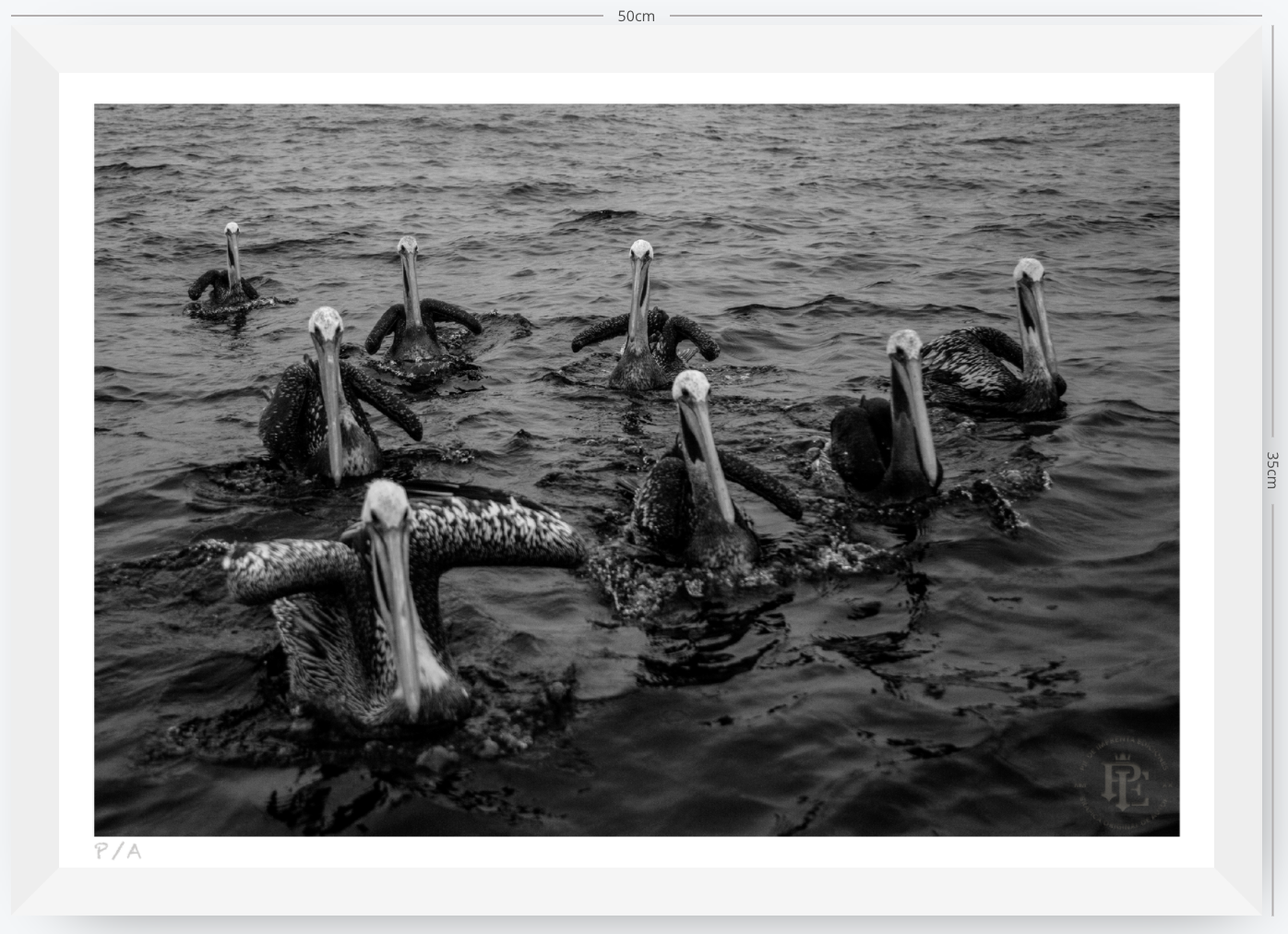 Pelícanos, Los Cazadores de Alta Mar - 48 x 33 cm