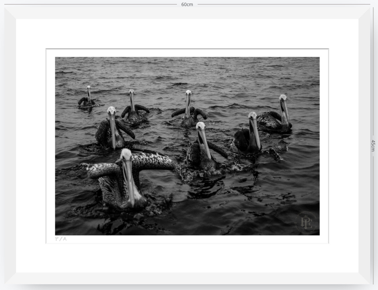 Pelícanos, Los Cazadores de Alta Mar - 48 x 33 cm