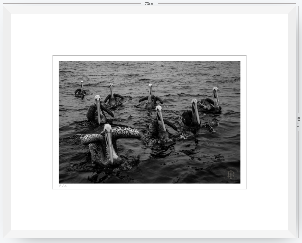 Pelícanos, Los Cazadores de Alta Mar - 48 x 33 cm