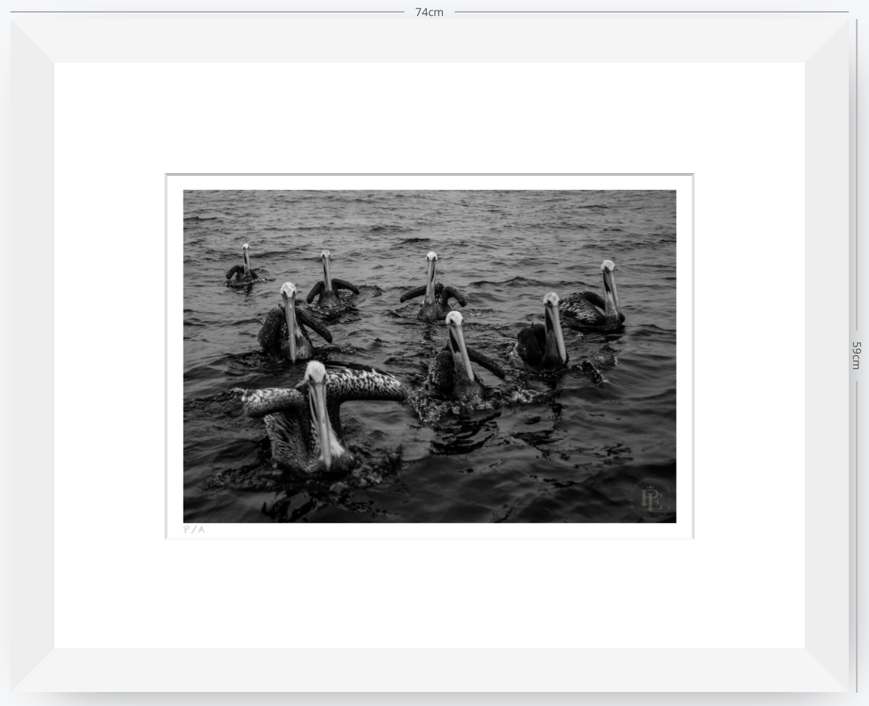 Pelícanos, Los Cazadores de Alta Mar - 48 x 33 cm