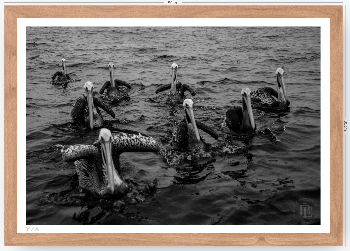 Pelícanos, Los Cazadores de Alta Mar - 48 x 33 cm