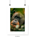 Orangután - 33 x 48 cm